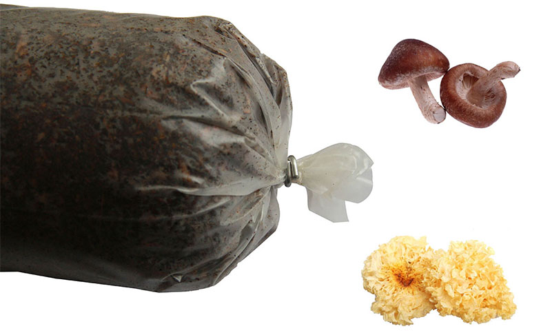 ʳ�þ����ۑ�(y��ng)��